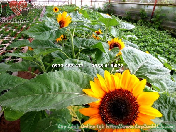 Lộ trình phát triển cây hướng dương loại nhỏ cao 60cm
