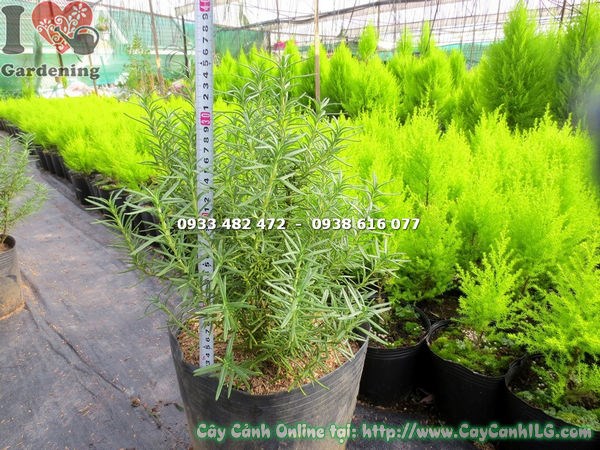 Ứng dụng cây hương thảo trong cảnh quan sân vườn