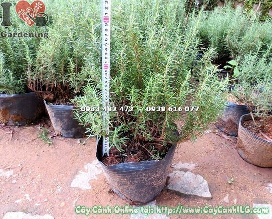 Đặc điểm cây hương thảo bụi lớn cao 40cm – lá xanh thơm, bụi sum suê
