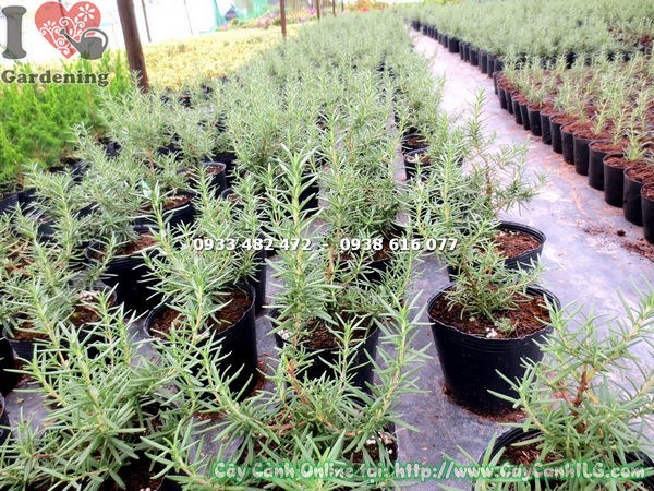 Cây hương thảo cao 20cm - lý tưởng cho vườn thảo mộc và cảnh quan nhỏ