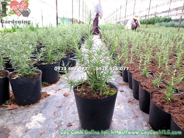 Chăm sóc cây hương thảo cao 20cm - hướng dẫn đầy đủ