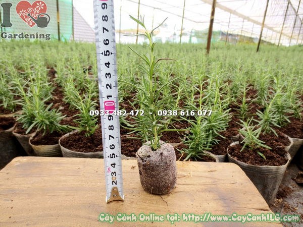 Cây hương thảo giống nhỏ 10cm phù hợp trồng thảm cảnh quan
