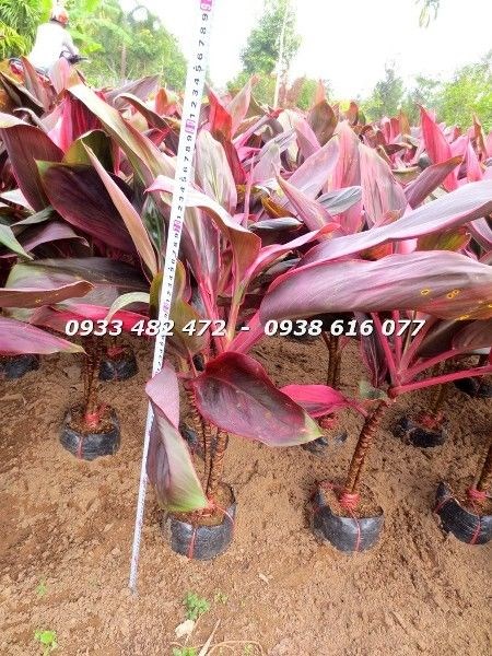 Cây huyết dụ cao 70cm trồng công trình cảnh quan
