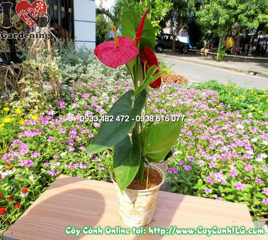 Chăm sóc cây Huyết Môn lớn 40cm – tưới nước và ánh sáng