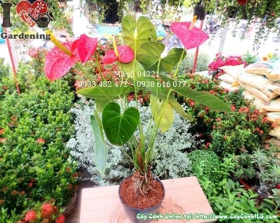 Cây huyết môn lớn cao 45cm đẹp, lá đỏ đậm