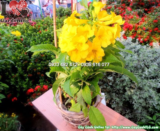 Cây huỳnh liên cao 55cm – Ms:12136 hoa vàng rực rỡ tại ILG