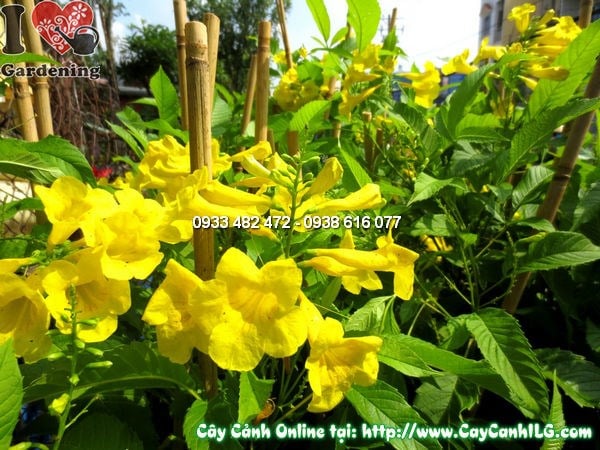 Cây huỳnh liên cao 60cm tán lá xanh mướt, hoa vàng rực rỡ