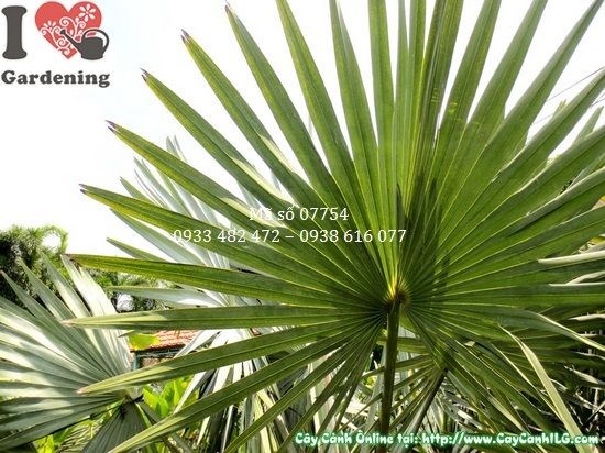 Cây kè bạc trồng cảnh quan dự án sân vườn công trình