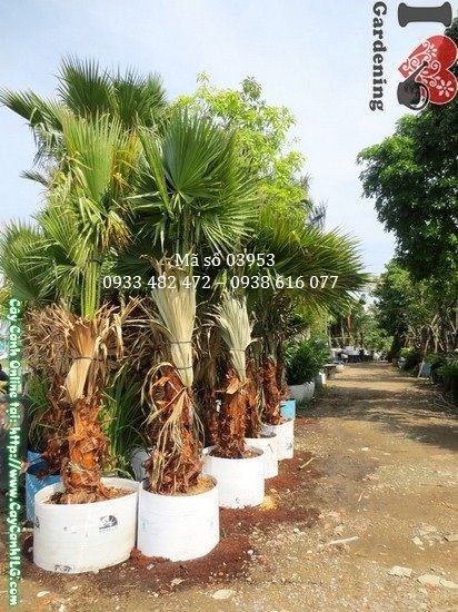 Cây Kè Đỏ cao 3m trồng cảnh quan sân vườn