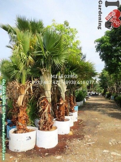 Cây kè lá xanh cao 3m tại vườn cây cảnh ILG
