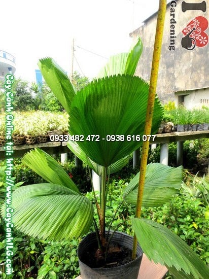 Cây Kè Nhật cao 80cm – phù hợp trồng chậu trang trí nội thất và sân vườn nhỏ