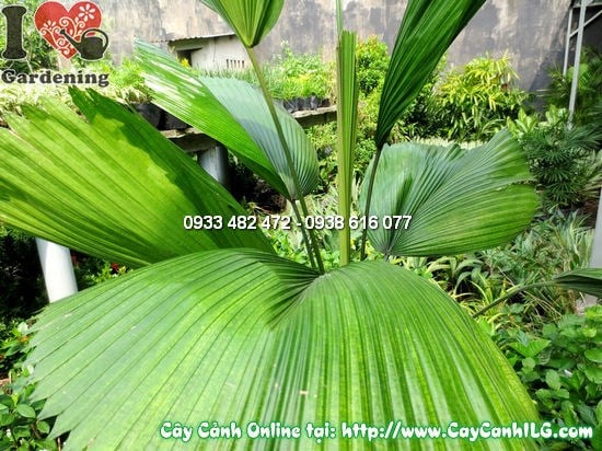 Cây Kè Nhật – tán lá xanh đẹp, cần cắt tỉa lá già định kỳ