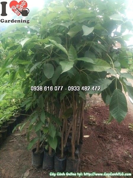 Cây kèn hồng cao 1m – hoa nở rực rỡ, phù hợp trang trí sân vườn và khuôn viên