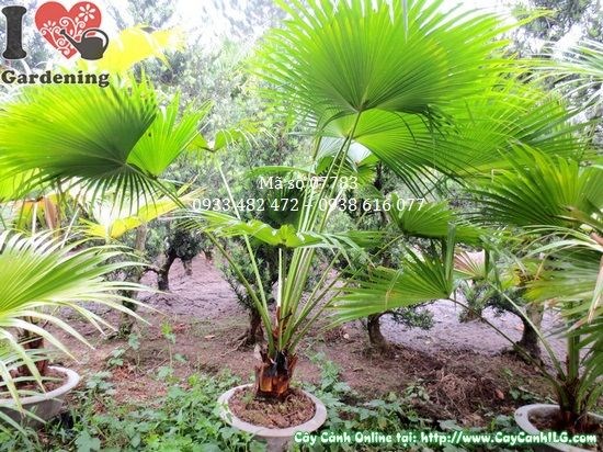 Cây Kè Xanh cao 1,2m tại vườn ILG – kích thước lý tưởng cho sân vườn và tiểu cảnh