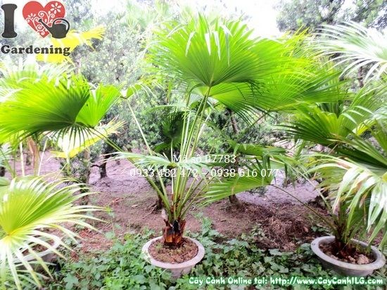 Cây Kè Xanh trồng cảnh quan sân vườn – vẻ đẹp nhiệt đới sang trọng
