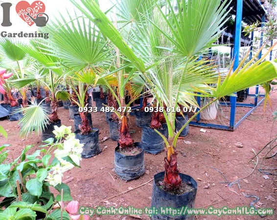 Cây Kè Xanh giống nhỏ – cây con khỏe mạnh sẵn sàng trồng