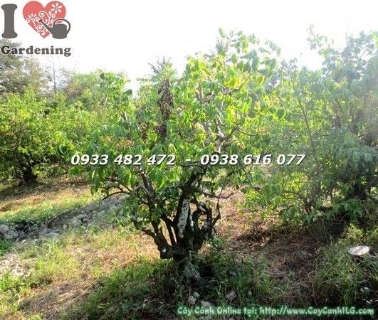 Cây khế gân đẹp 1m gốc lớn - thân gân độc đáo nghệ thuật bonsai