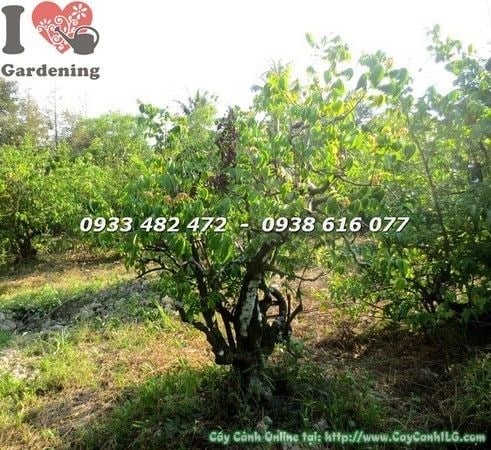 Cây khế gân đẹp cao 1m gốc lớn - hoa tím và quả vàng đặc trưng