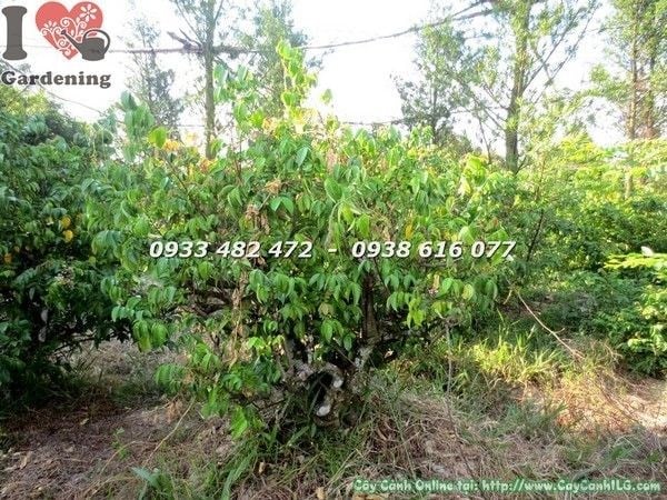 Cây khế gân đẹp 1m gốc lớn - toàn cảnh tán lá xanh