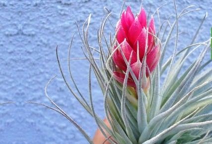cây không khí houston tillandsia ionantha nở hoa - ILG