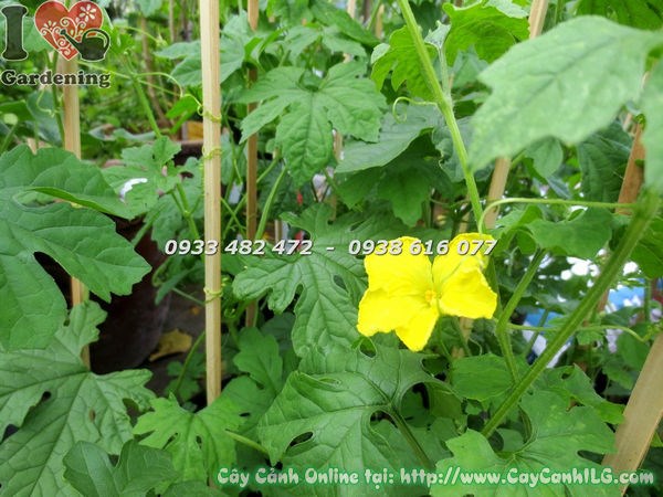 cây khổ qua cao 60cm – hình ảnh chi tiết lá và thân leo