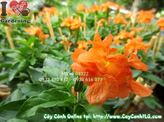 cây kim đồng cam ra hoa rực rỡ sau chăm sóc đúng cách