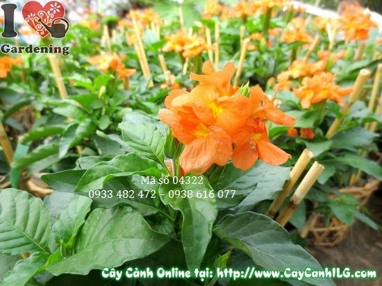 cây kim đồng cam ứng dụng trang trí sân vườn cảnh quan
