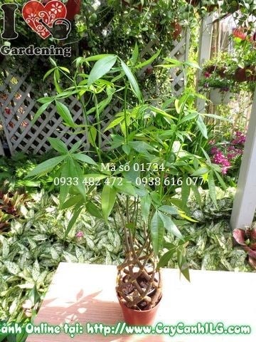 Cây kim ngân cao 50cm tươi tốt trong chậu đẹp