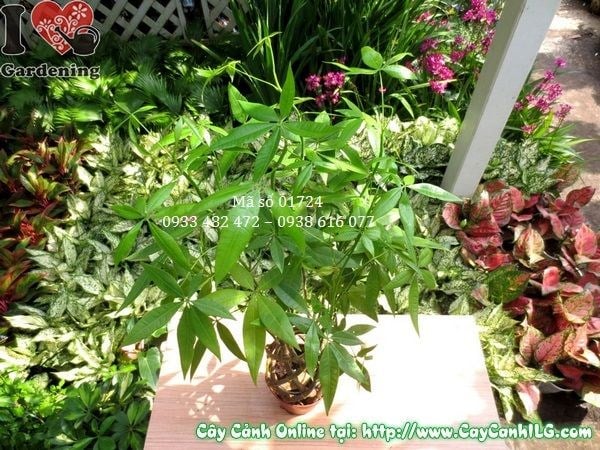 Cây kim ngân giống mới cao 50cm tươi tốt khỏe mạnh