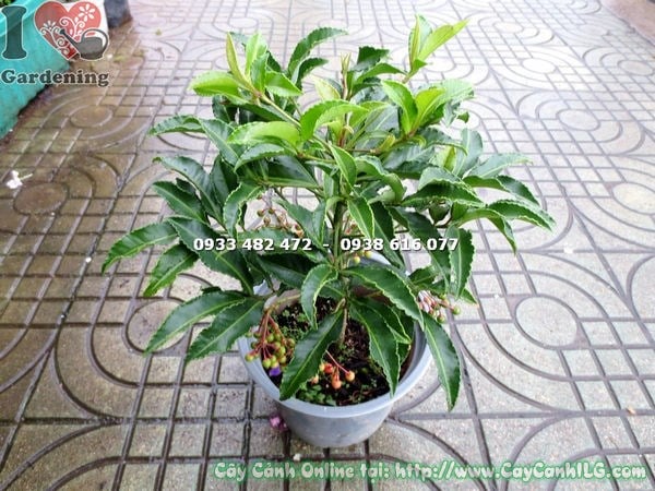 Cây kim ngân lượng cao 30cm – quả tròn đỏ chín bóng đặc trưng