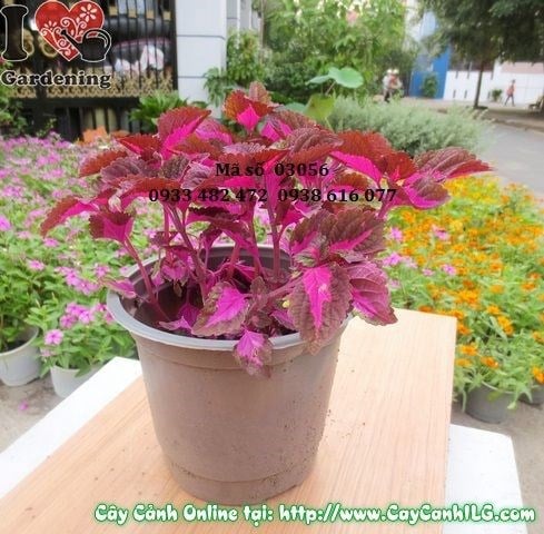 Cây lá gấm tím cao 20cm – màu sắc rực rỡ tại ILG