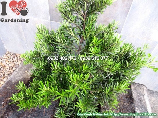 Cây la hán tùng cắt tròn cao 1,2m – Ms:12286 tại ILG