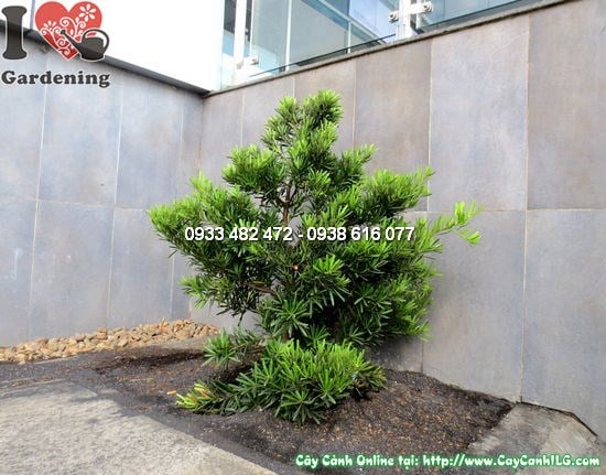 Cắt tỉa la hán tùng cắt tròn 1,2m định kỳ để duy trì dáng đẹp
