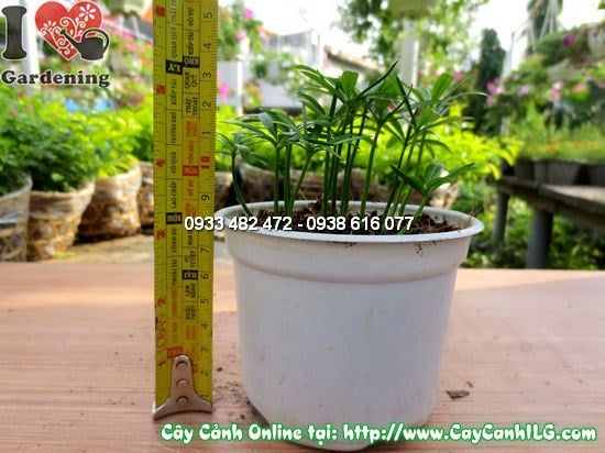 Cây La Hán Tùng Con 10cm - ý nghĩa phong thủy trường thọ bình an