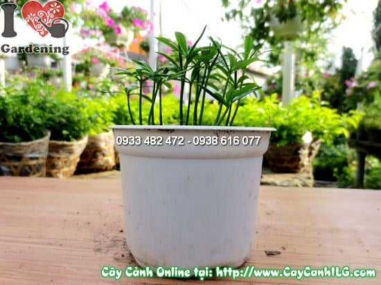 Cây La Hán Tùng Con cao 10cm - màu xanh mướt tràn đầy sức sống
