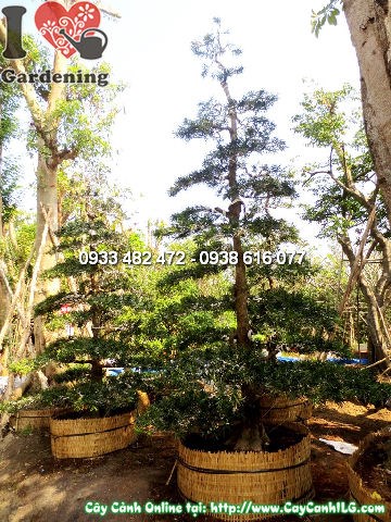 Cây La Hán Tùng Kiểng Cổ 4m – tán lá xanh đẹp, dáng kiểng cổ chuẩn