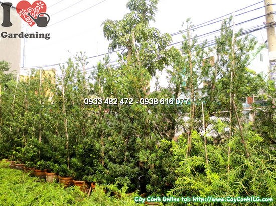 Cây La Hán Tùng Tháp dáng tháp đẹp tại vườn ILG