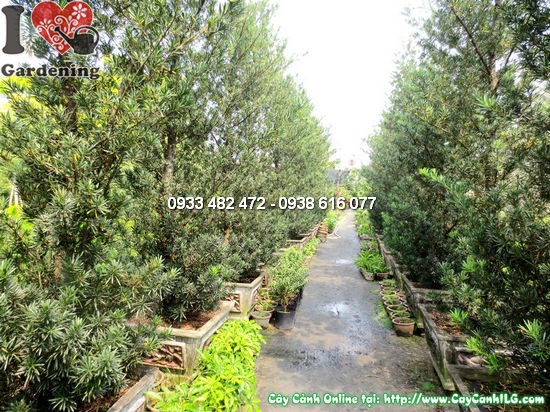 Cây La Hán Tùng Tháp 4m gốc lớn trưởng thành uy nghiêm