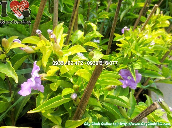 Đặc điểm hoa lài hai màu trắng và tím trên cùng một cành