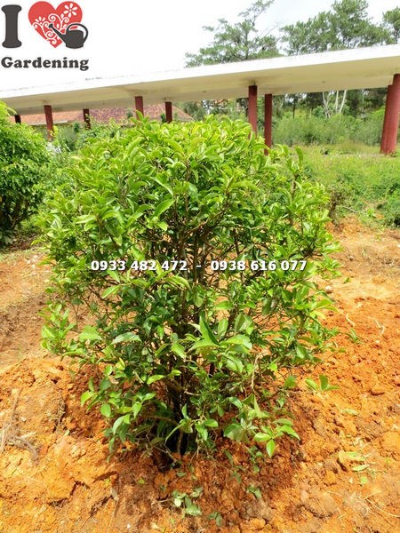 hướng dẫn chăm sóc cây lài hai màu cắt tròn cao 1m