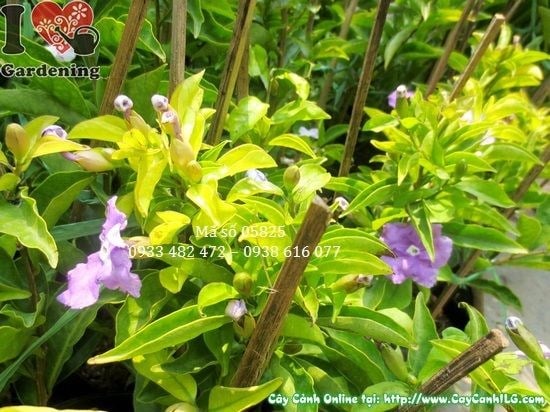 Cây lài nhật tán xanh bóng đẹp tại vườn ILG
