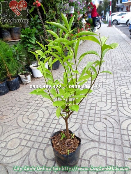 Cây lài nhật giống 50cm – hoa tím chuyển trắng, hương thơm nhẹ dịu