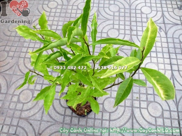 Cây lài nhật giống 50cm sau khi cắt tỉa tạo dáng đẹp