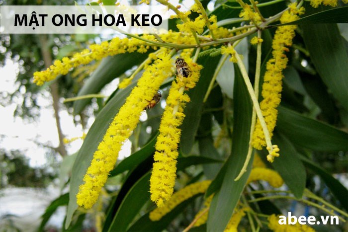 mat-ong-hoa-keo-abee
