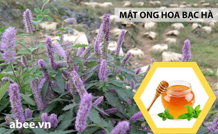 tac-dung-mat-ong-hoa-bac-ha-nguyen-chat-tu-meo-vac-dong-van-ha-giang