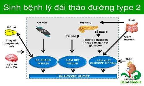 day thia canh chua tri benh tieu duong 2