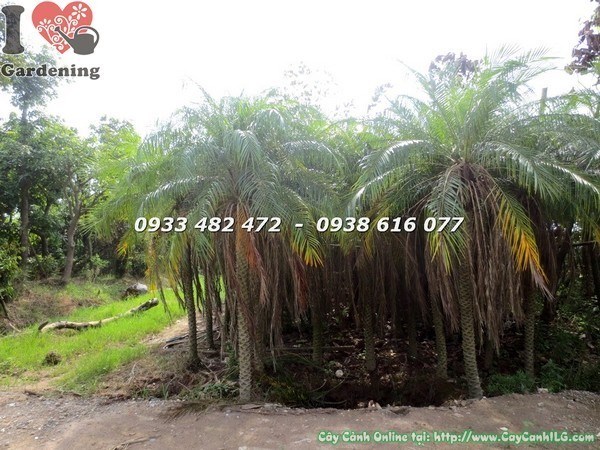 Cây Cau Nga Mi cao 2.5m dáng đẹp trồng cảnh quan