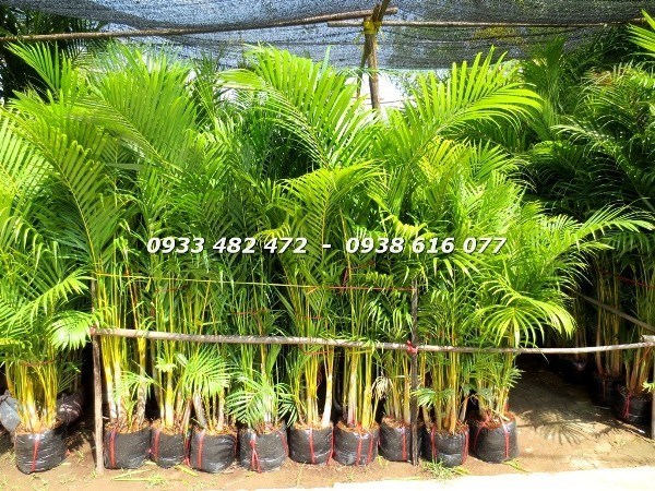 Cây cau vàng cao 1,5m-2m tại vườn ILG TP.HCM