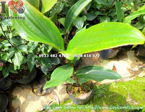 Cây hoa hồng ngọc cao 40cm – Ms:16929 tại vườn ILG