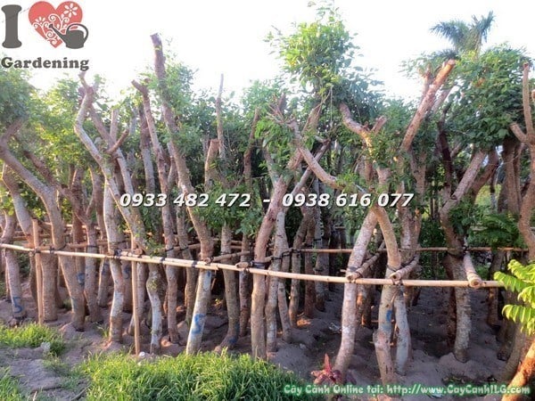 Cây Muồng Hoa Đỏ cao 3,5m đường kính gốc 15cm – Ms 23504